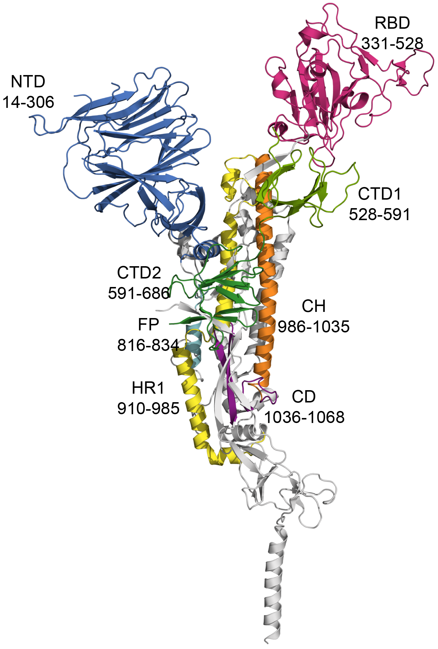 Location of structural domains in one subunit of SARS-CoV-2 S protein